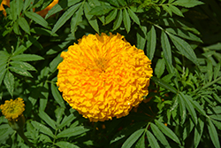 Big Duck Gold Marigold (Tagetes erecta 'Big Duck Gold') at Debbie's Greenhouse & Garden Centre