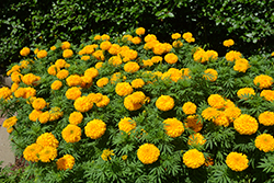 Big Duck Gold Marigold (Tagetes erecta 'Big Duck Gold') at Debbie's Greenhouse & Garden Centre