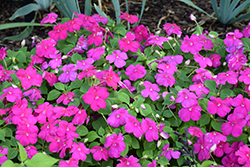 Beacon Violet Shades Impatiens (Impatiens walleriana 'PAS1357834') at Debbie's Greenhouse & Garden Centre