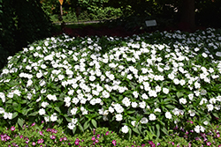 SunPatiens Compact Classic White Impatiens (Impatiens 'SAKIMP068') at Debbie's Greenhouse & Garden Centre