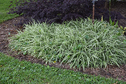 Variegated Spider Plant (Chlorophytum comosum 'Variegatum') at Debbie's Greenhouse & Garden Centre