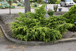 Gold Coast Juniper (Juniperus x media 'Gold Coast') at Debbie's Greenhouse & Garden Centre