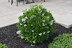Baby Kim Lilac (Syringa 'SMNSDTP') at Debbie's Greenhouse & Garden Centre