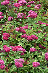 Double Play Doozie Spirea (Spiraea 'NCSX2') at Debbie's Greenhouse & Garden Centre