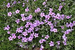 Eye Shadow Creeping Phlox (Phlox subulata 'Eye Shadow') at Debbie's Greenhouse & Garden Centre