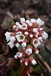 Happily Ever After Bergenia (Bergenia 'Happily Ever After') at Debbie's Greenhouse & Garden Centre