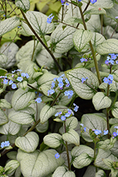 Alexandria Bugloss (Brunnera macrophylla 'Alexandria') at Debbie's Greenhouse & Garden Centre