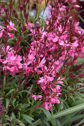 Belleza Dark Pink Gaura (Gaura lindheimeri 'KLEAU04263') at Debbie's Greenhouse & Garden Centre