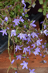 Blue Waterfall Serbian Bellflower (Campanula poscharskyana 'Blue Waterfall') at Debbie's Greenhouse & Garden Centre