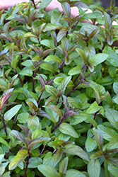 Chocolate Mint (Mentha x piperita 'Chocolate') at Debbie's Greenhouse & Garden Centre