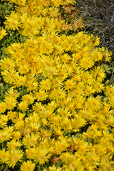 Yellow Ice Plant (Delosperma nubigenum) at Debbie's Greenhouse & Garden Centre