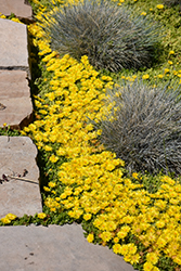 Yellow Ice Plant (Delosperma nubigenum) at Debbie's Greenhouse & Garden Centre