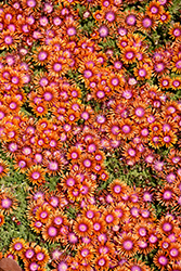Fire Spinner Ice Plant (Delosperma 'Fire Spinner') at Debbie's Greenhouse & Garden Centre
