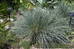 Saphirsprudel Blue Oat Grass (Helictotrichon sempervirens 'Saphirsprudel') at Debbie's Greenhouse & Garden Centre