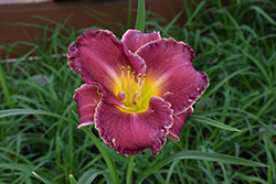 Bettylen Daylily (Hemerocallis 'Bettylen') at Debbie's Greenhouse & Garden Centre