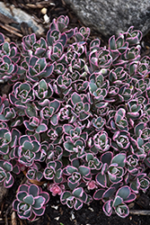 Dream Dazzler Stonecrop (Sedum 'Dream Dazzler') at Debbie's Greenhouse & Garden Centre