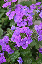 Firehouse Grape Verbena (Verbena 'Balfireape') at Debbie's Greenhouse & Garden Centre