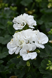 Fantasia White Geranium (Pelargonium 'Fantasia White') at Debbie's Greenhouse & Garden Centre