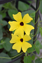 Sunny Lemon Star Black-Eyed Susan (Thunbergia alata 'Sunny Lemon Star') at Debbie's Greenhouse & Garden Centre