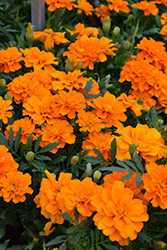 Durango Tangerine Marigold (Tagetes patula 'Durango Tangerine') at Debbie's Greenhouse & Garden Centre