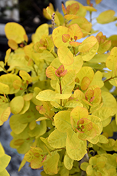 Winecraft Gold Smokebush (Cotinus coggygria 'MINCOJAU3') at Debbie's Greenhouse & Garden Centre
