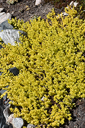 Goldilocks Creeping Jenny (Lysimachia nummularia 'Goldilocks') at Debbie's Greenhouse & Garden Centre