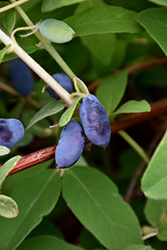Boreal Beauty Honeyberry (Lonicera caerulea 'Boreal Beauty') at Debbie's Greenhouse & Garden Centre
