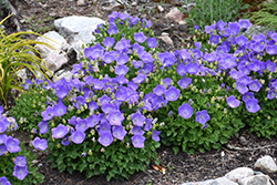 Rapido Blue Bellflower (Campanula carpatica 'Rapido Blue') at Debbie's Greenhouse & Garden Centre