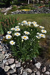 Becky Shasta Daisy (Leucanthemum x superbum 'Becky') at Debbie's Greenhouse & Garden Centre