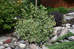 Cool Splash Bush Honeysuckle (Diervilla sessilifolia 'LPDC Podaras') at Debbie's Greenhouse & Garden Centre
