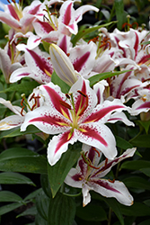 Big Smile Lily (Lilium 'Big Smile') at Debbie's Greenhouse & Garden Centre