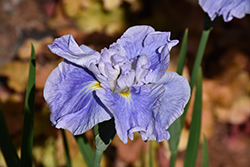 Dinner Plate Ice Cream Japanese Iris (Iris ensata 'Ice Cream') at Debbie's Greenhouse & Garden Centre