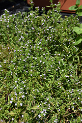 Summer Savory (Satureja hortensis) at Debbie's Greenhouse & Garden Centre