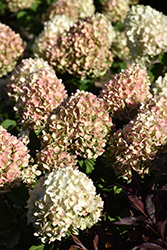 Little Lime Punch Hydrangea (Hydrangea paniculata 'SMNHPH') at Debbie's Greenhouse & Garden Centre