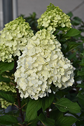 Little Lime Punch Hydrangea (Hydrangea paniculata 'SMNHPH') at Debbie's Greenhouse & Garden Centre