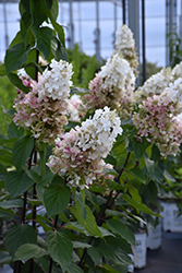 Pinky Winky Prime Hydrangea (Hydrangea paniculata 'ILVOHPPRM') at Debbie's Greenhouse & Garden Centre