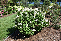 Pinky Winky Prime Hydrangea (Hydrangea paniculata 'ILVOHPPRM') at Debbie's Greenhouse & Garden Centre