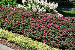 Double Play Doozie Spirea (Spiraea 'NCSX2') at Debbie's Greenhouse & Garden Centre