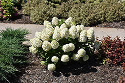 Little Lime Punch Hydrangea (Hydrangea paniculata 'SMNHPH') at Debbie's Greenhouse & Garden Centre