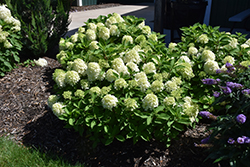 Fire Light Tidbit Hydrangea (Hydrangea paniculata 'SMNHPK') at Debbie's Greenhouse & Garden Centre