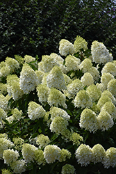 Limelight Prime Hydrangea (Hydrangea paniculata 'SMNHPPH') at Debbie's Greenhouse & Garden Centre