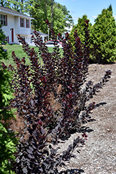 Winecraft Black Smokebush (Cotinus coggygria 'NCCO1') at Debbie's Greenhouse & Garden Centre