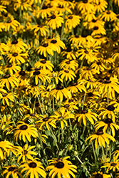American Gold Rush Coneflower (Rudbeckia 'American Gold Rush') at Debbie's Greenhouse & Garden Centre