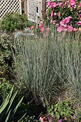 Blue Heaven Bluestem (Schizachyrium scoparium 'Blue Heaven') at Debbie's Greenhouse & Garden Centre