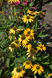 Artisan Yellow Ombre Coneflower (Echinacea 'PAS1303304') at Debbie's Greenhouse & Garden Centre