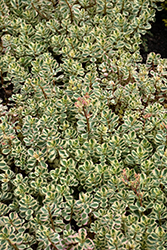 What A Doozie Stonecrop (Sedum spurium 'Spiraling Doozie') at Debbie's Greenhouse & Garden Centre