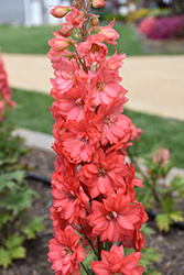 Red Lark Larkspur (Delphinium 'Red Lark') at Debbie's Greenhouse & Garden Centre