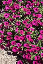 Wave Purple Classic Petunia (Petunia 'Wave Purple Classic') at Debbie's Greenhouse & Garden Centre