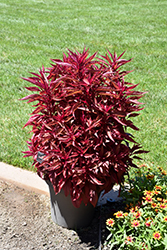 Dragon's Breath Plumed Celosia (Celosia plumosa 'Dragon's Breath') at Debbie's Greenhouse & Garden Centre