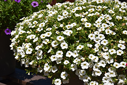 Cabaret Bright White Calibrachoa (Calibrachoa 'Balcabriw') at Debbie's Greenhouse & Garden Centre